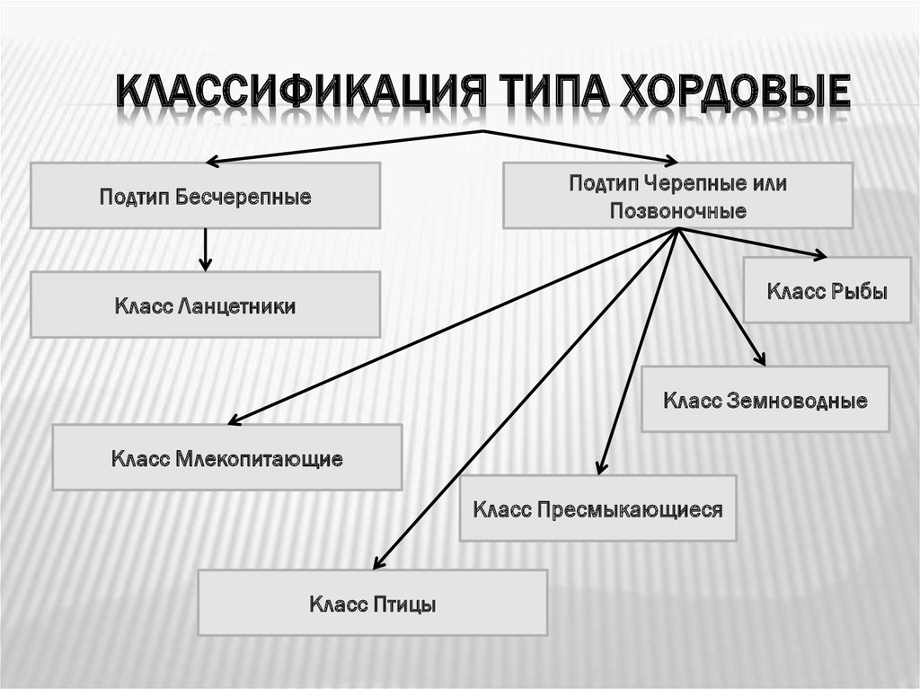 Царство животные (хордовые. хладнокровные) | многообразие и систематика органического мира | теория | решутест. продвинутый тренажёр тестов