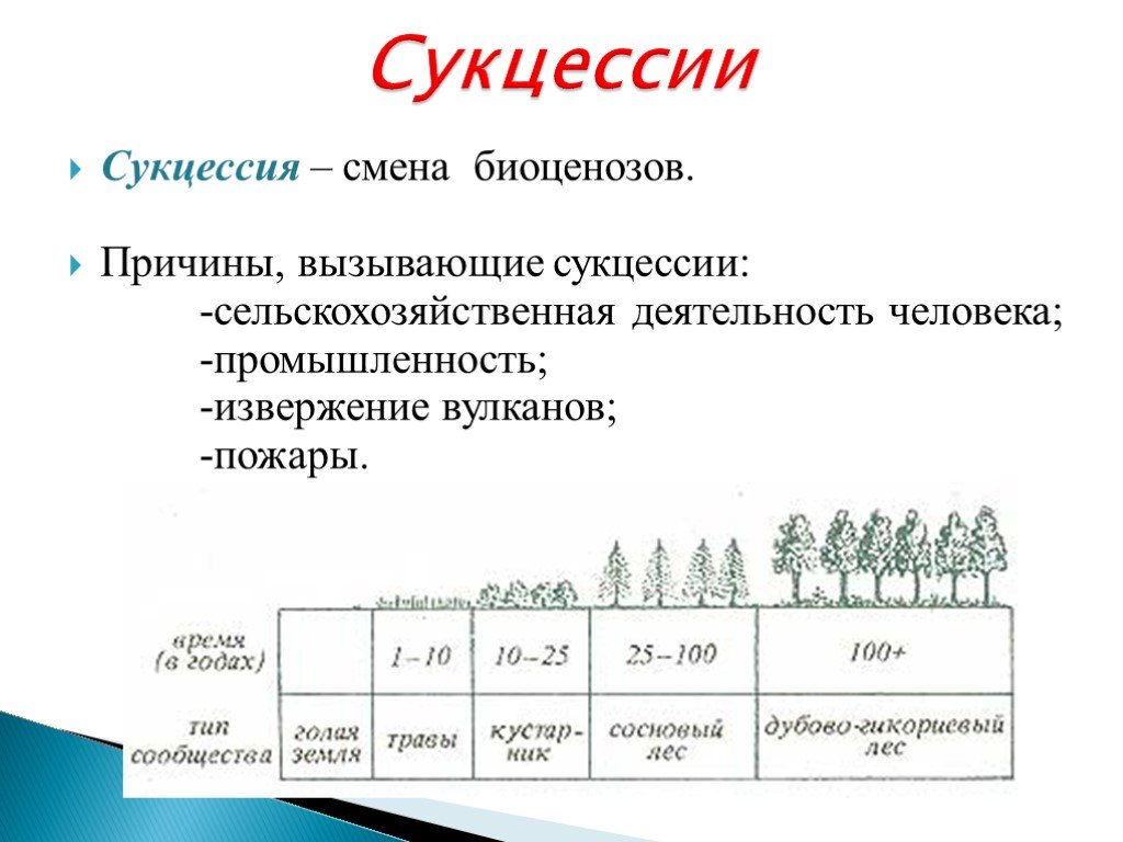 Экологическая сукцессия: главная особенность процесса, классификация, типы изменений и значение для человека
