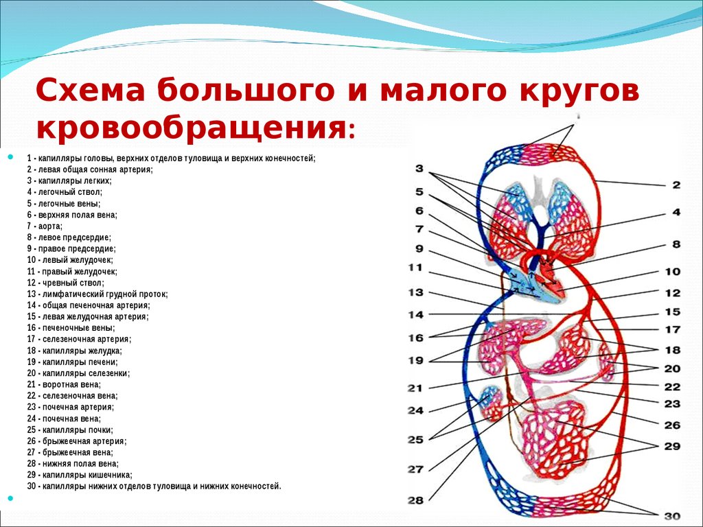 Виды кровеносных сосудов Большой и малый круги кровообращения Сердечно сосудистые заболевания и их профилактика