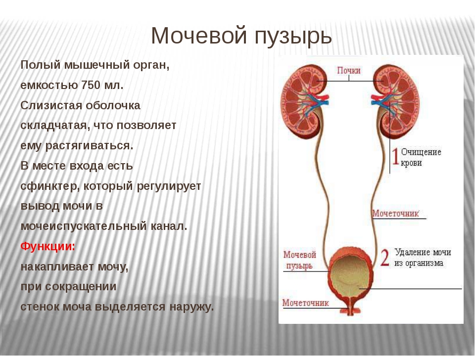 Мочевыделительная система и процесс образования мочи