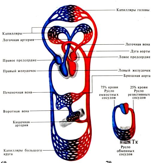 Физиология и нарушения системы крови