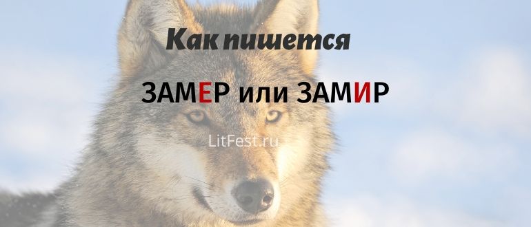 Как правильно написать: замирает или замерает?