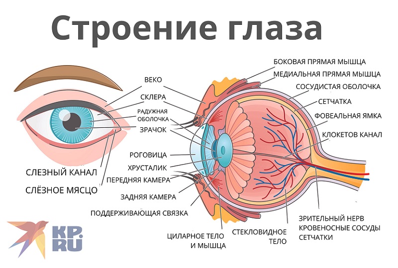 Зрительная сенсорная система / биология человека 8 класс