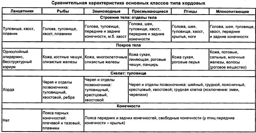 Хордовые (chordata) — характеристика, строение и размножение