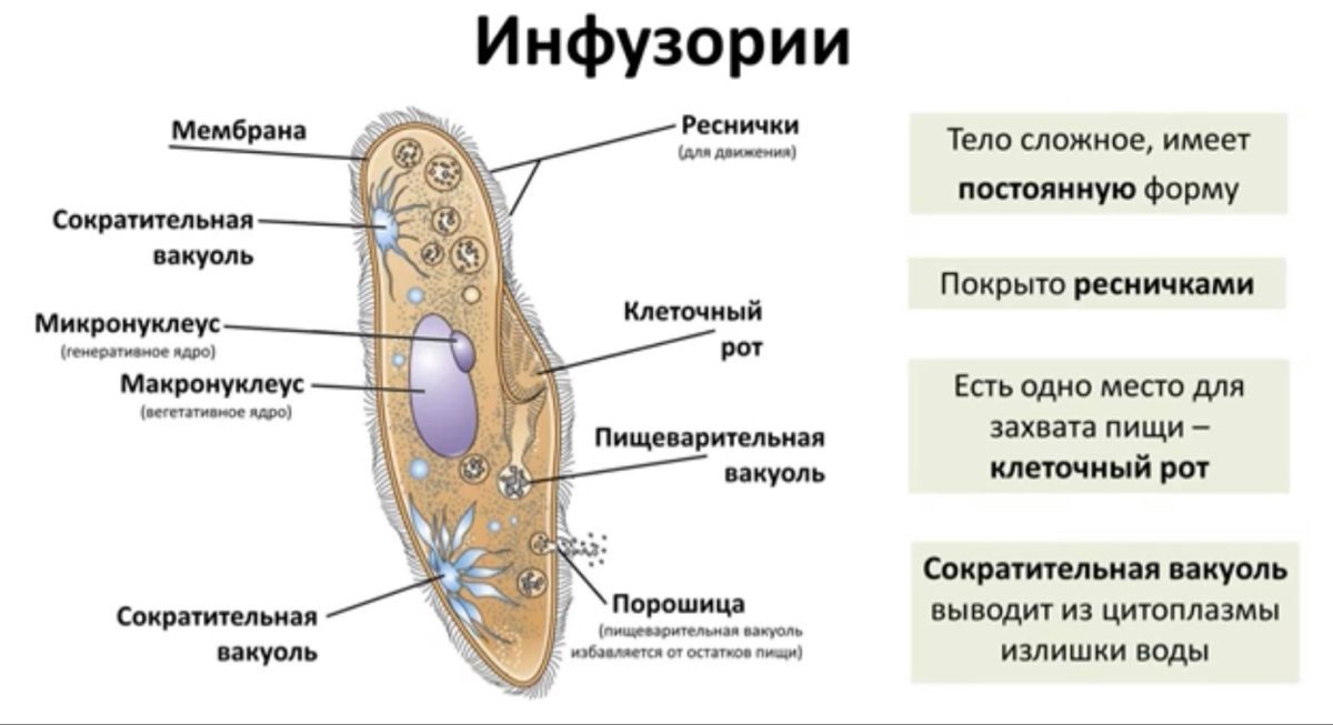 Классификация  простейших: сходства и различия, особенности строения, характеристика, кратко