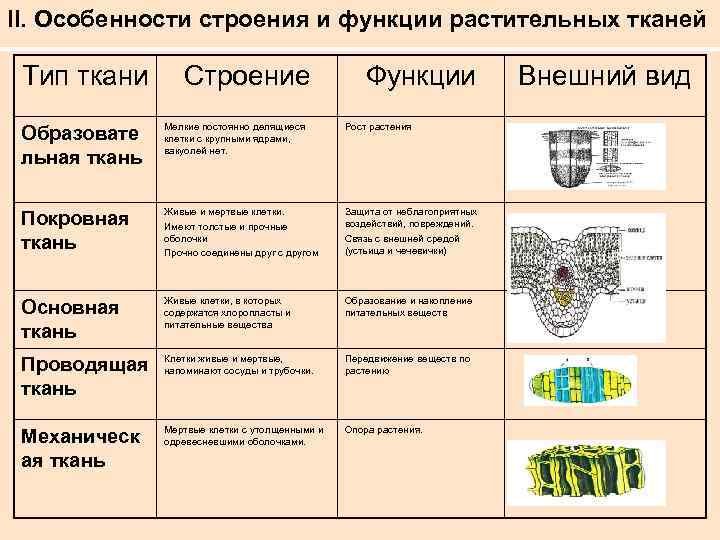 Строение, функции и виды тканей растений