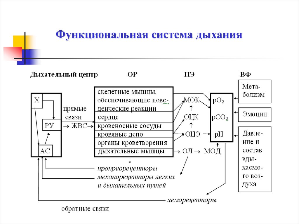 Транспорт газов кровью. регуляция дыхания