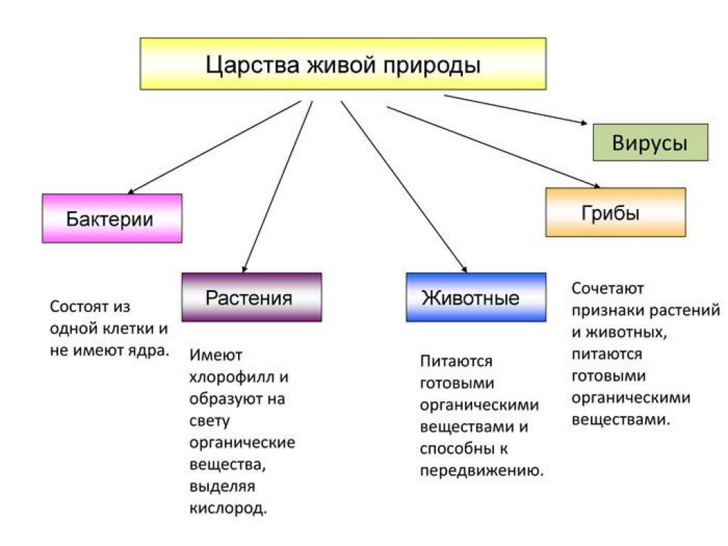 Споры
