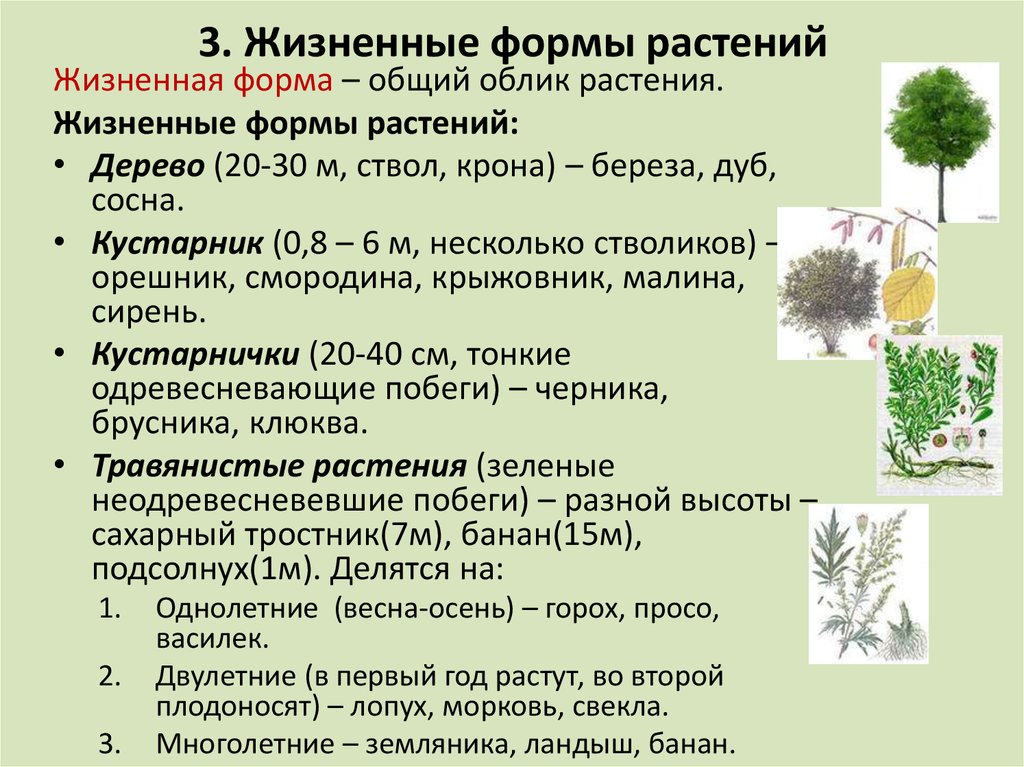 Основные отделы растений. особенности строения и жизнедеятельности. | егэ по биологии, подготовка от экзамера