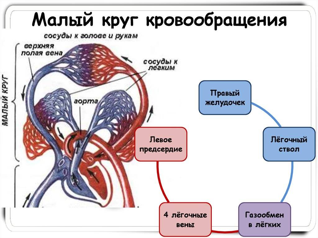 Функции кровеносной системы человека: как это работает » журнал donorsearch