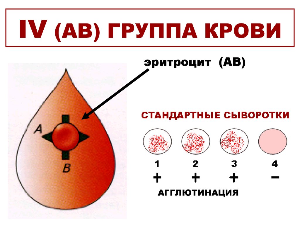 Первая положительная группа крови