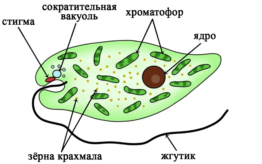 Одноклеточные организмы. кратко