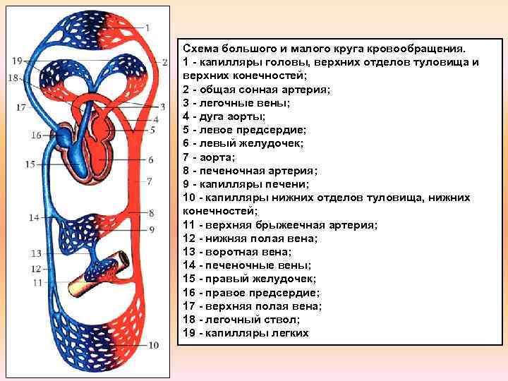 Малый и большой круги кровообращения человека – признаки и последовательность кратко (8 класс, биология)