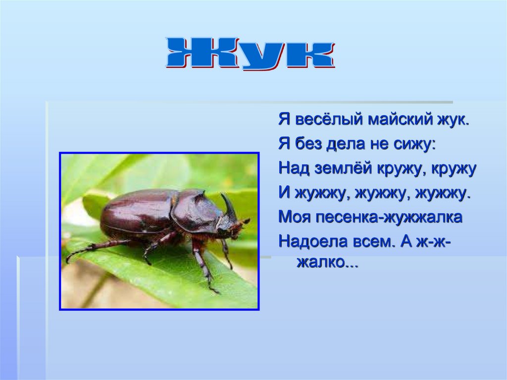 Как пишется жучок правило - slovrus.ru - основы правописания русского языка