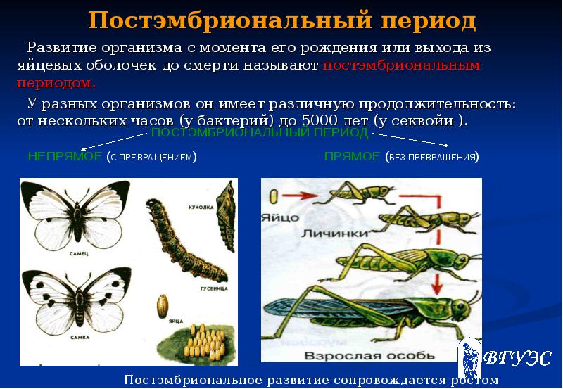 Рост и развитие организма – биология