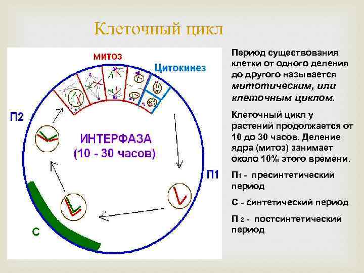 Размножение и развитие животных. половое и бесполое размножение - удивительный мир животных