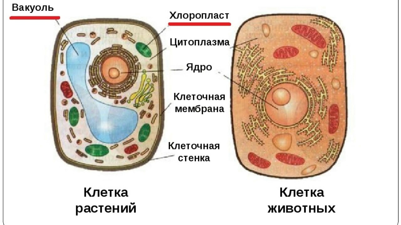 Строение клетки. взаимосвязь строения и функций частей и органоидов клетки – основа ее целостности