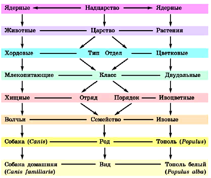 Основы систематики. классификация животных