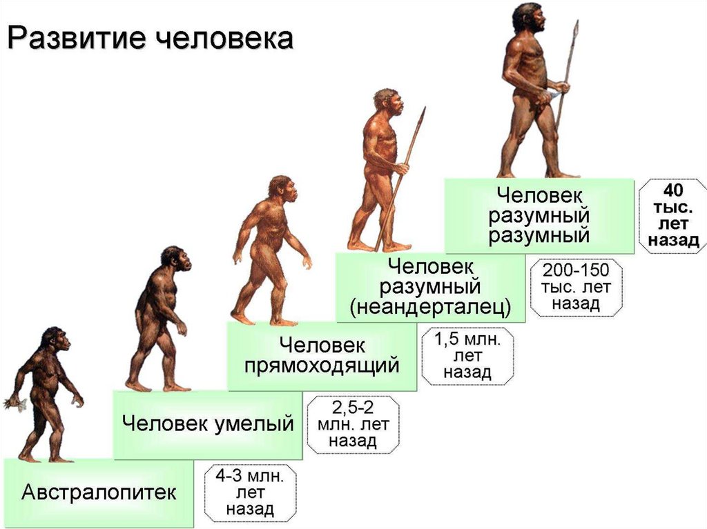 Эволюция человека: этапы развития. происхождение от первых предков
