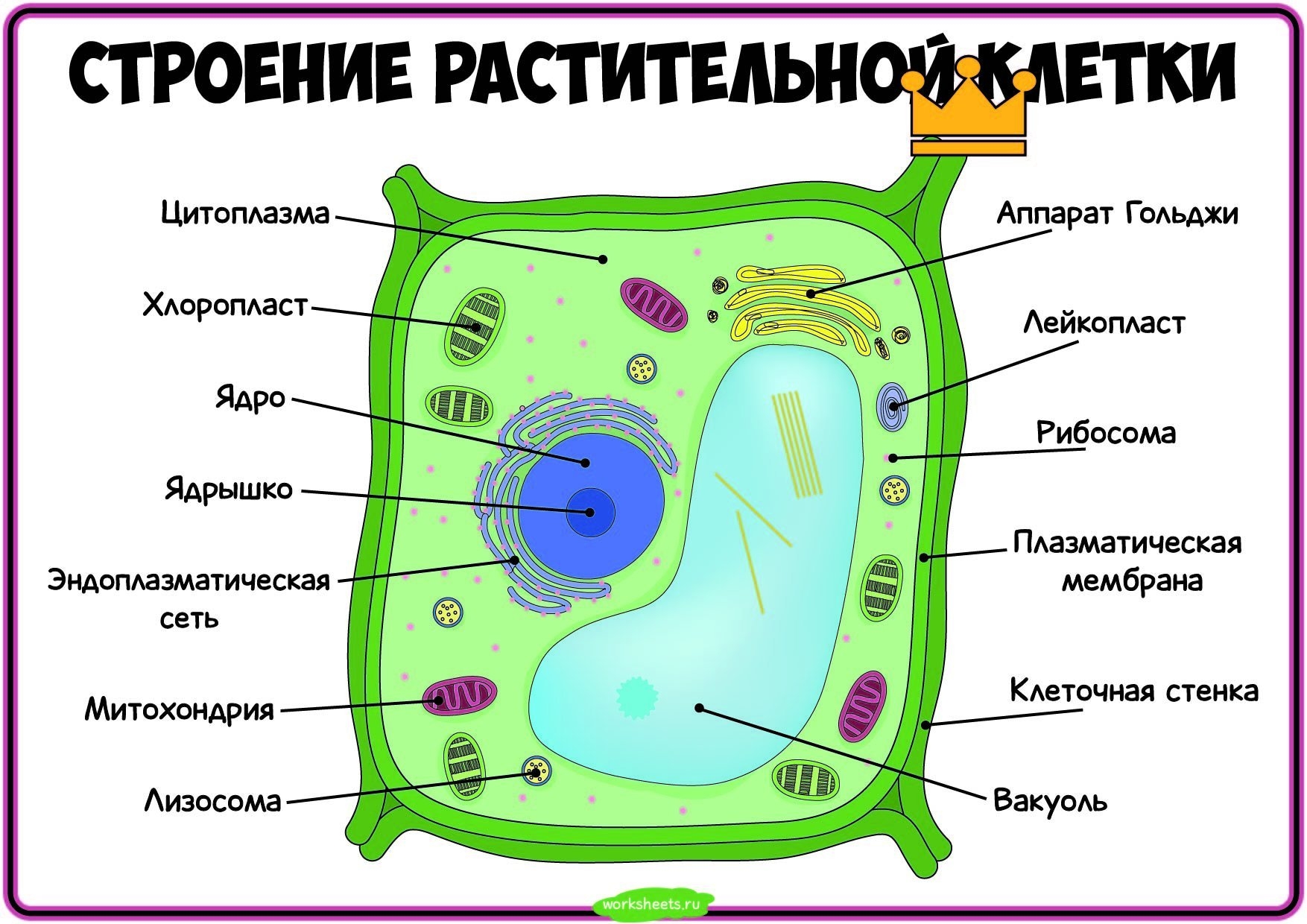 Прокариотические и эукариотические клетки: строение, отличия