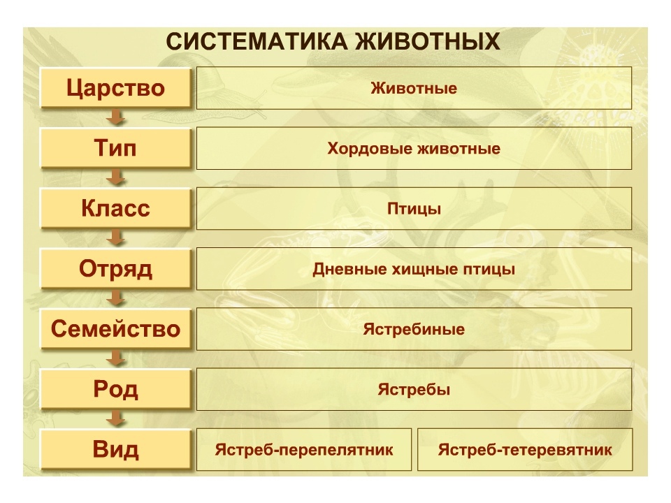 Основные отделы растений. особенности строения и жизнедеятельности.