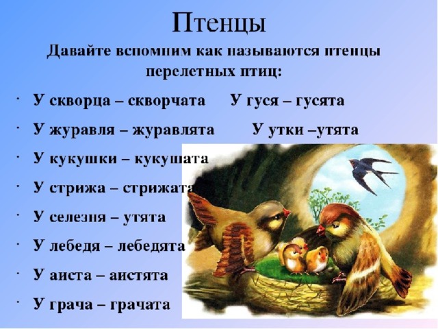 Как правильно пишется слово птенцы - граматика и образование на pisanino.ru