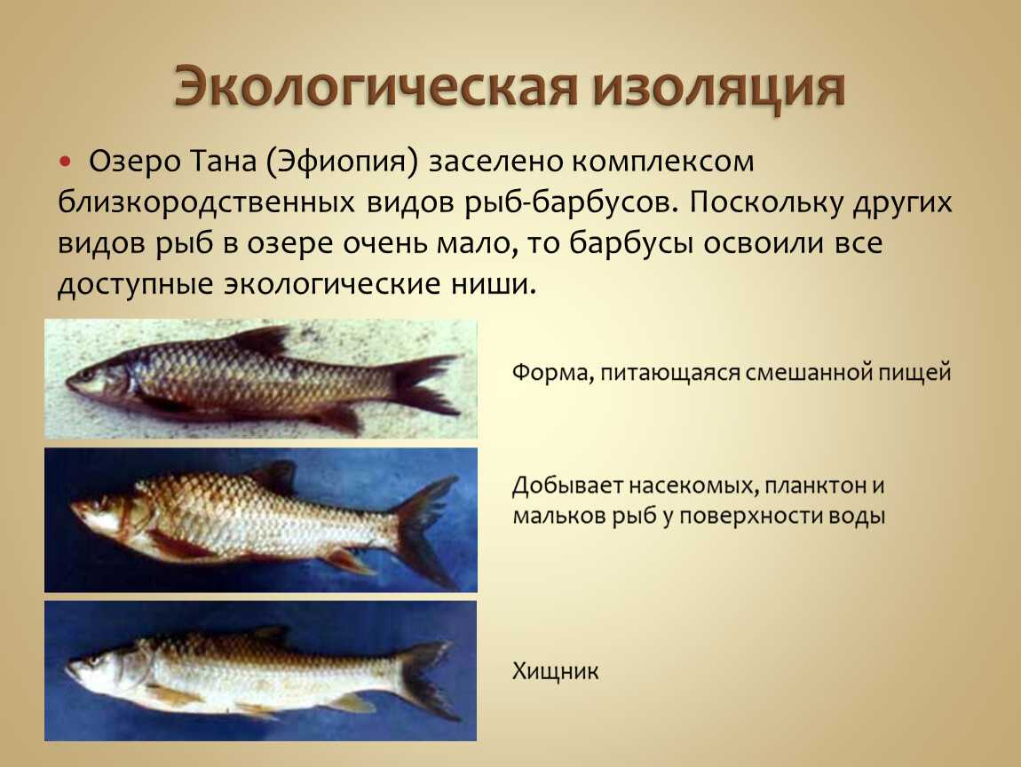 Чернова н. 				 |
						курс «учителю биологии об основах экологии» | газета «биология» № 22/2005