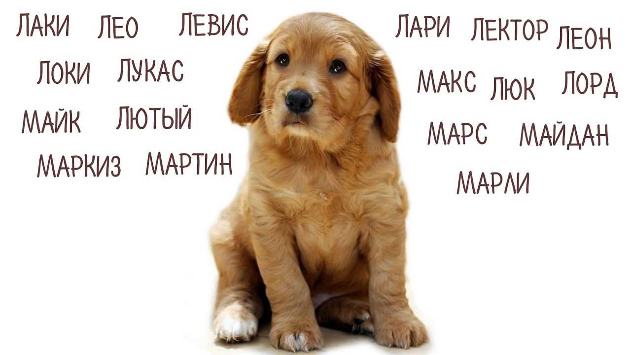Как правильно пишутся клички животных: с большой или маленькой буквы