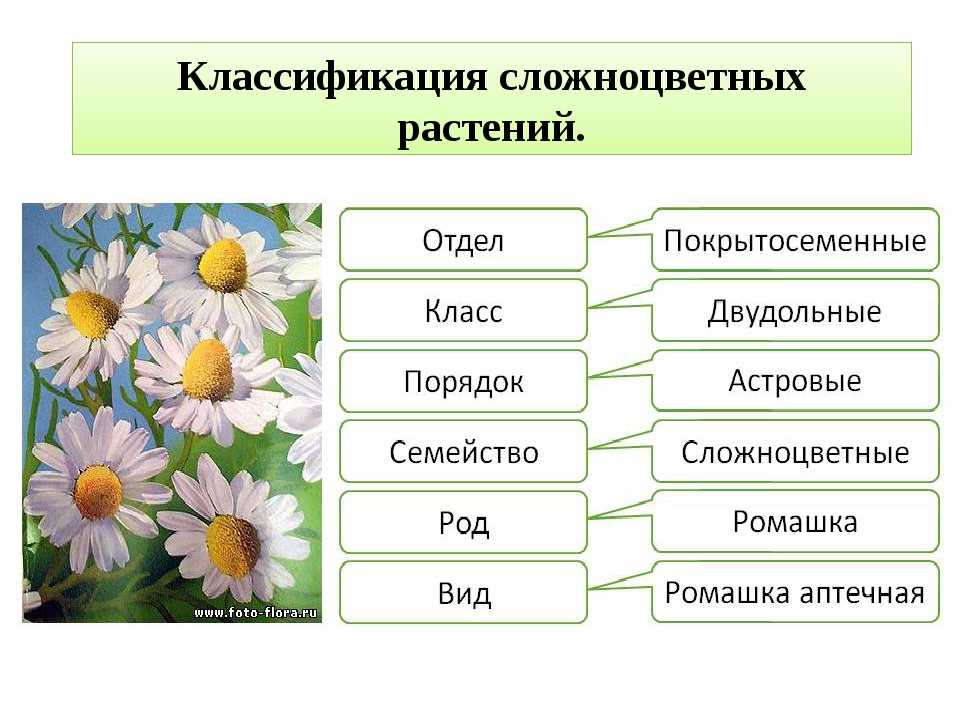 Систематика ⭐️ растений в биологии: основы и методы систематики