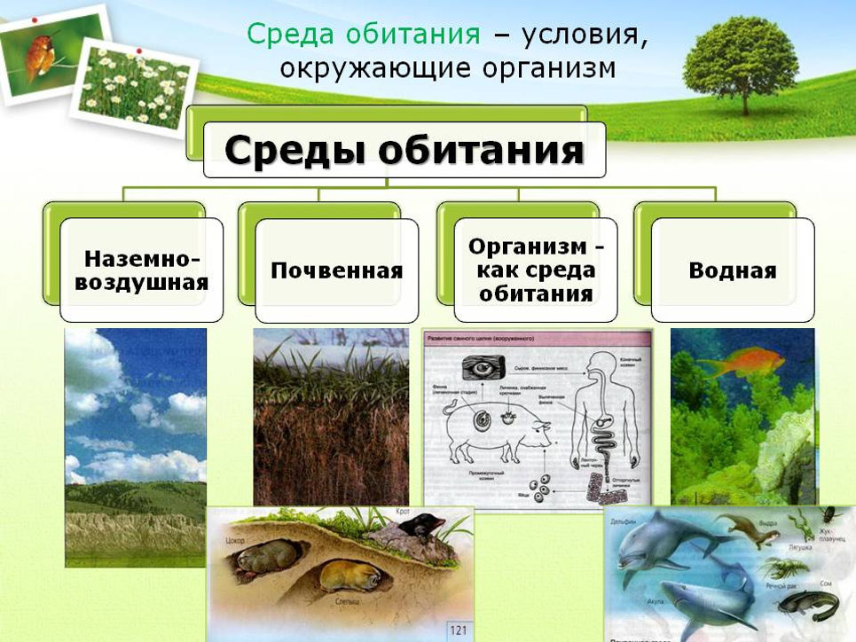 Организм и среда обитания