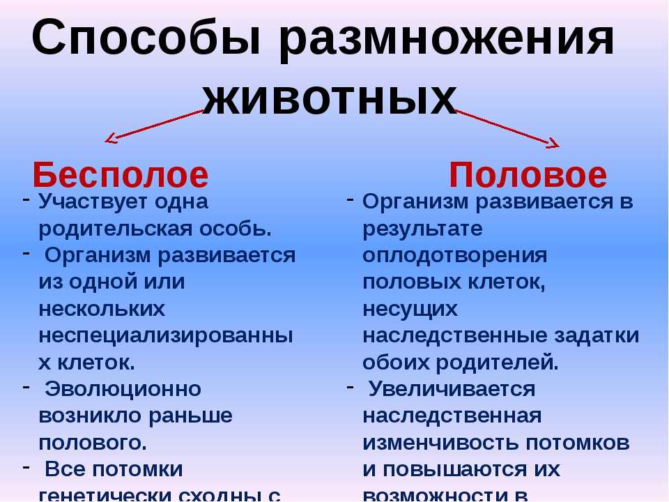 Половое и бесполое размножение организмов (9 класс) – сравнение и значение в таблице