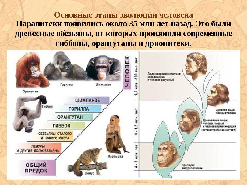 Происхождение и эволюция человека