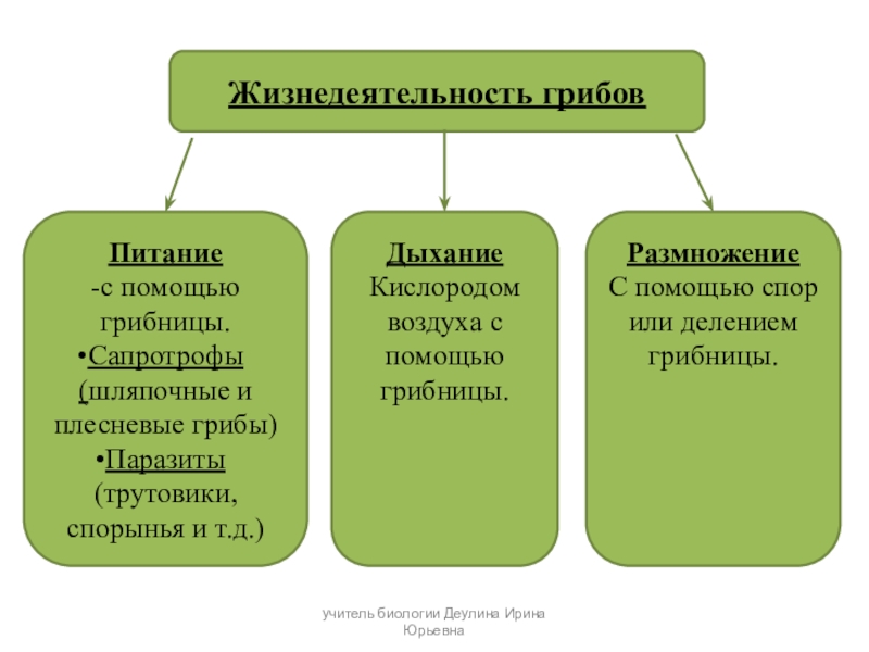 Питание бактерий и грибов