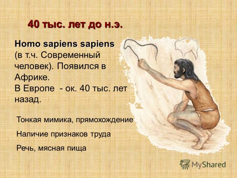 Эволюция человека и этапы развития