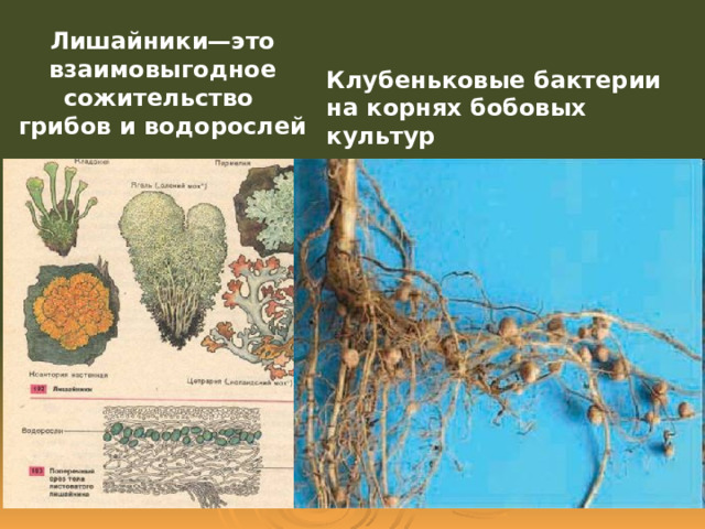 Спорообразующие бактерии: что это такое и каковы их виды