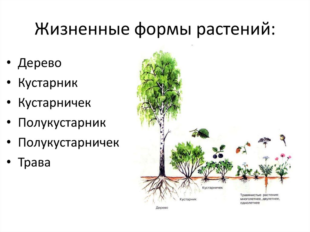 Жизненные  формы растений: что значит, виды, классификация, значение