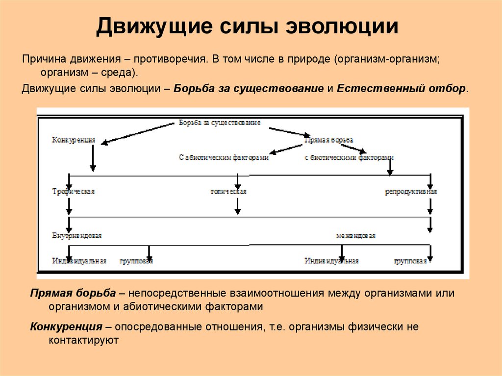 9. естественный отбор – главная движущая сила эволюции