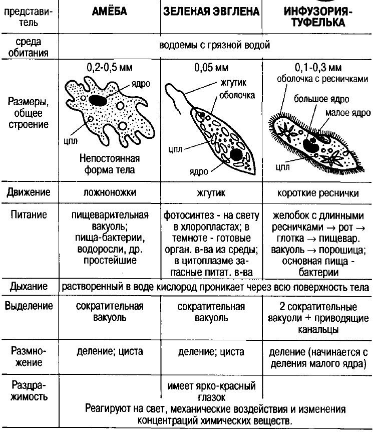 Одноклеточные животные. конспект биология. подготовка к егэ, огэ, дви