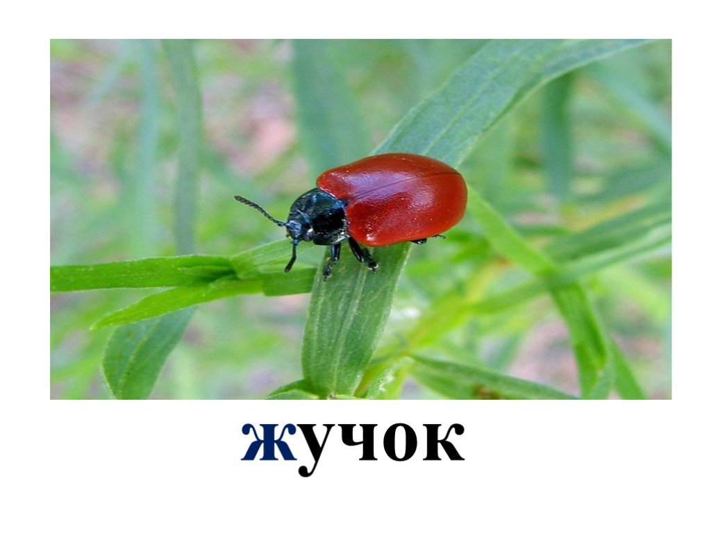 Как пишется жучок или жучек и почему - как пишется то или иное слово или словосочетание