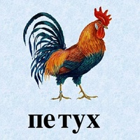 Правильное написание и употребление слова 'петух' в русском языке