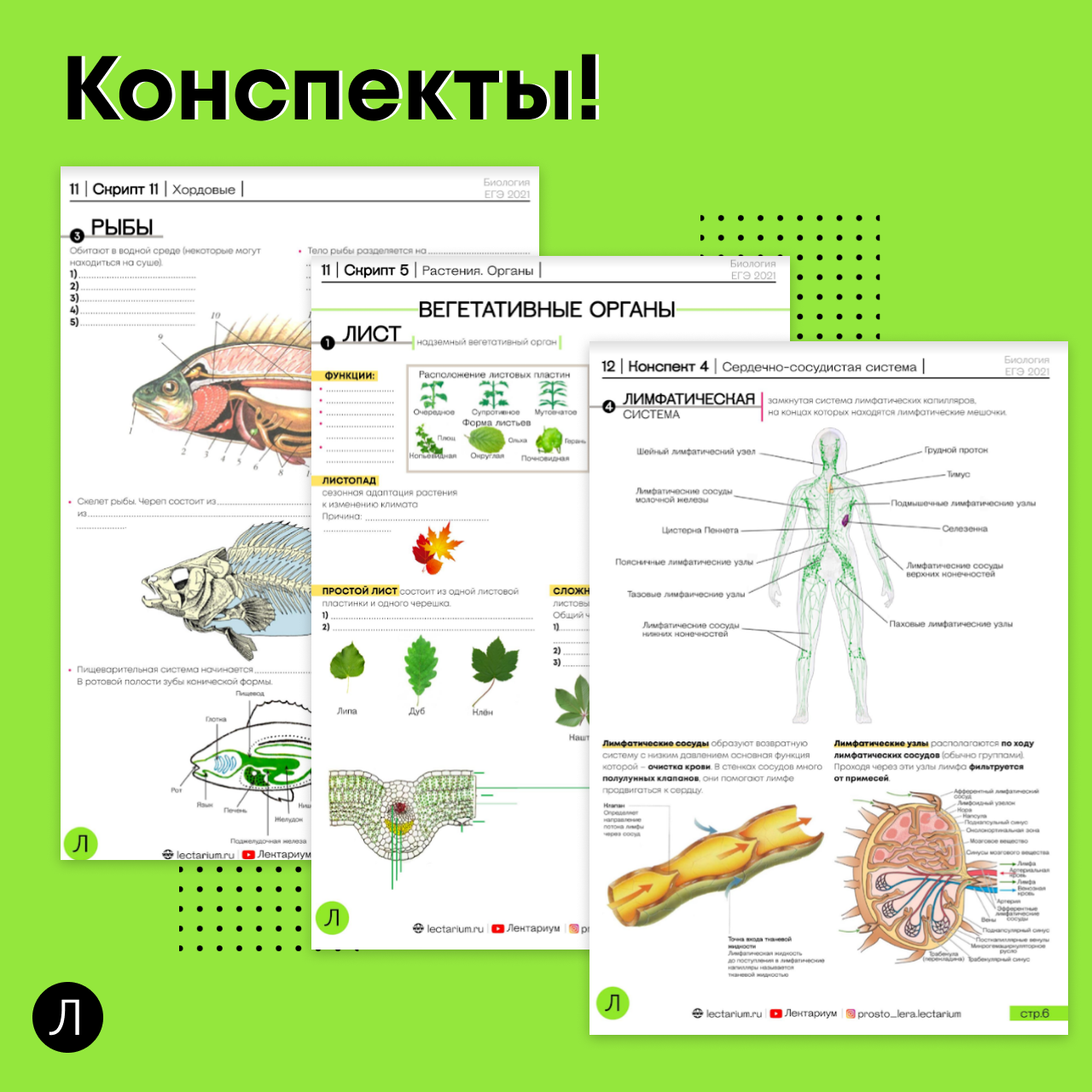 Простейшие