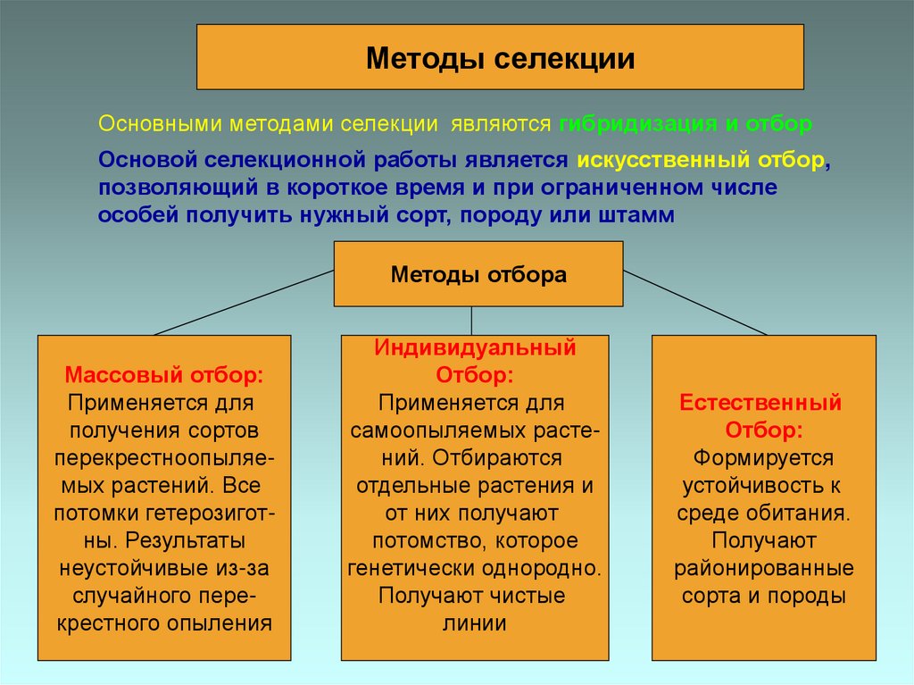 Кто такие клоны и каких животных уже клонировали?