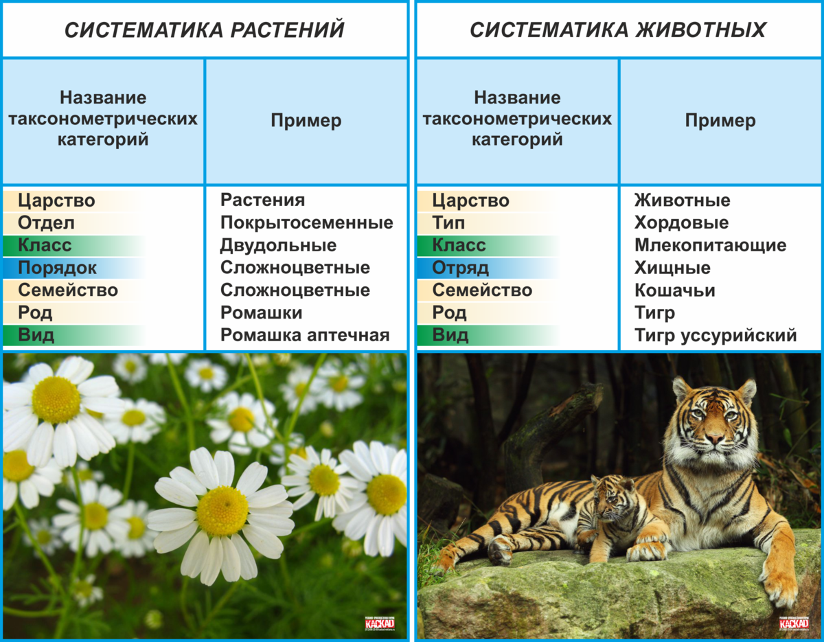 Принципы систематики