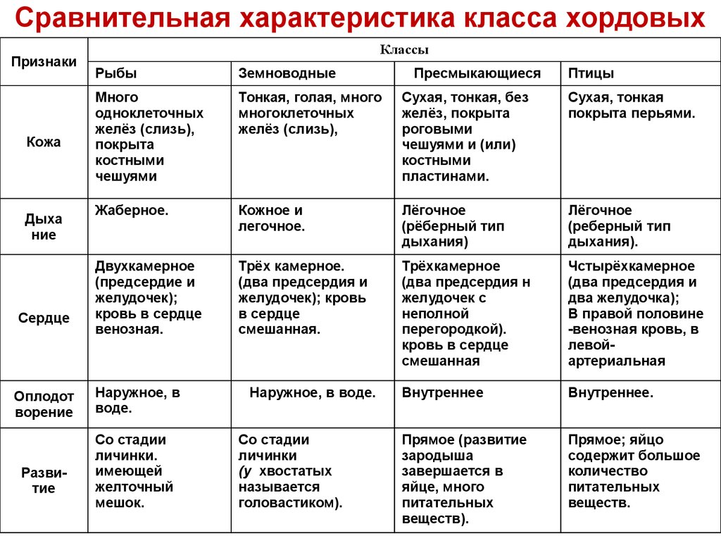 Тип хордовые: общая характеристика и виды, краткая история происхождения, классификация