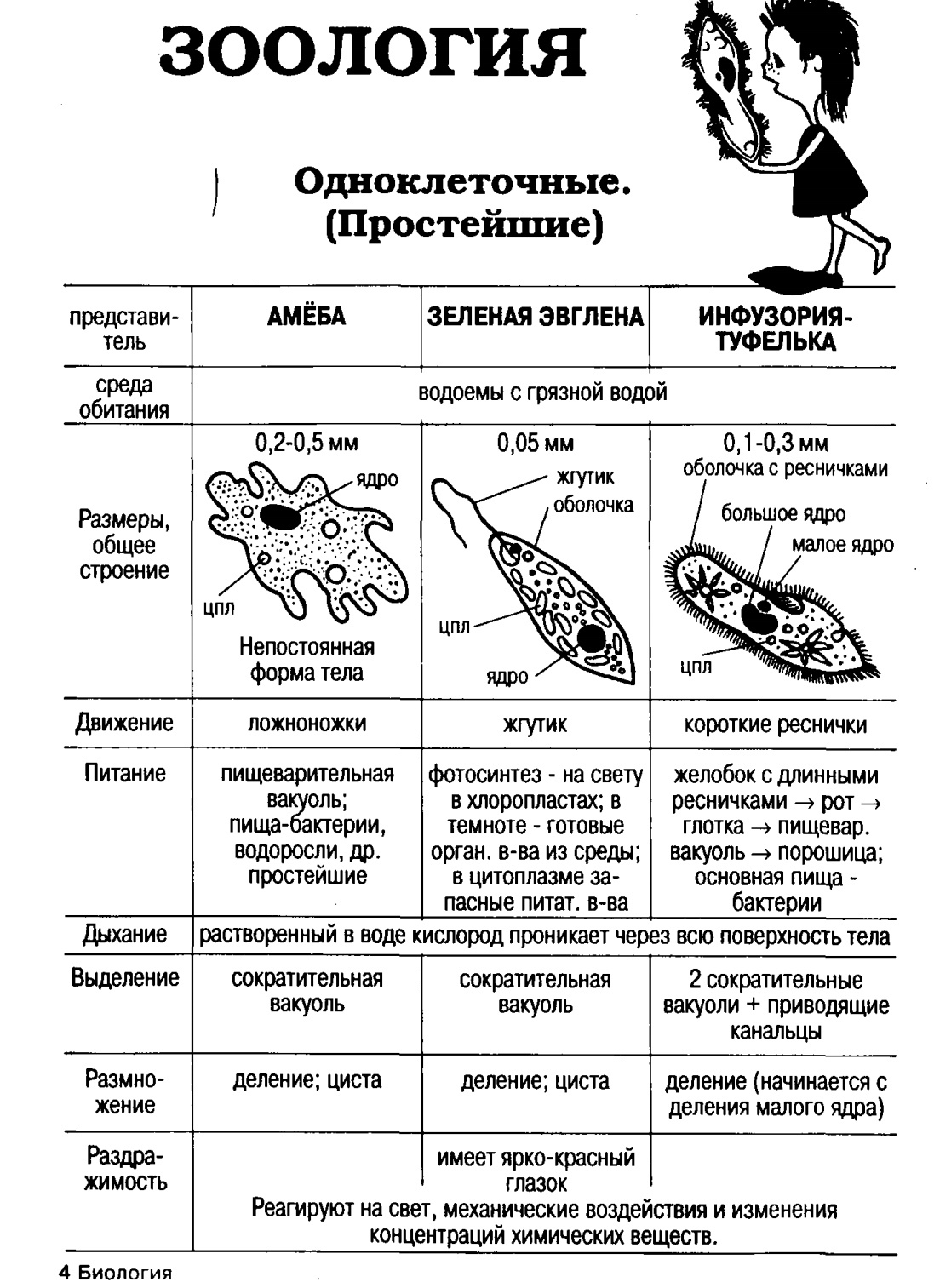 Типы корненожки и фораминиферы, биология
