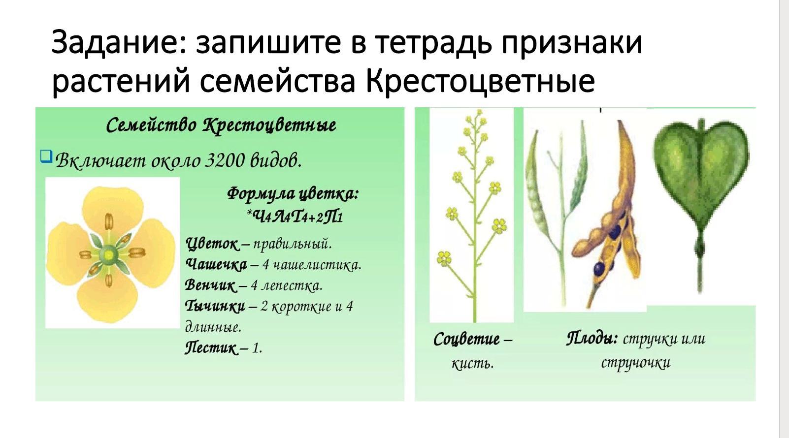 Классификация цветковых растений #18