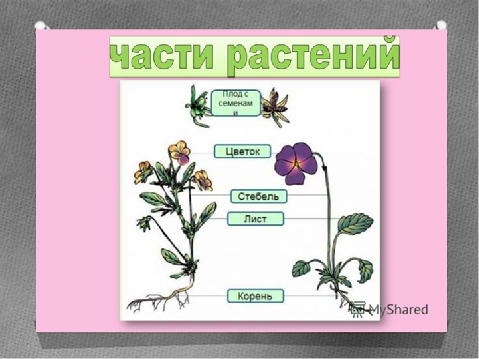 4.5. многообразие растений. признаки основных отделов, классов и семейств покрытосеменных растений. роль растений в природе и жизни человека. космическая роль растений на земле