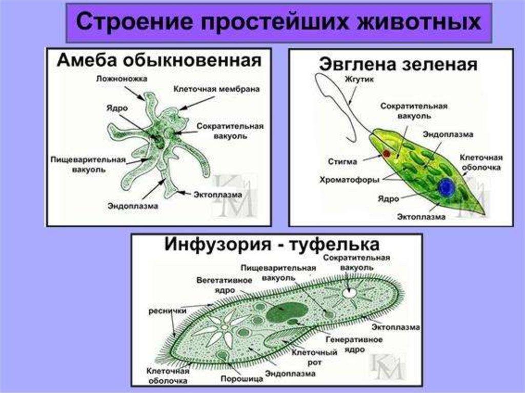 Строение и классификация простейших