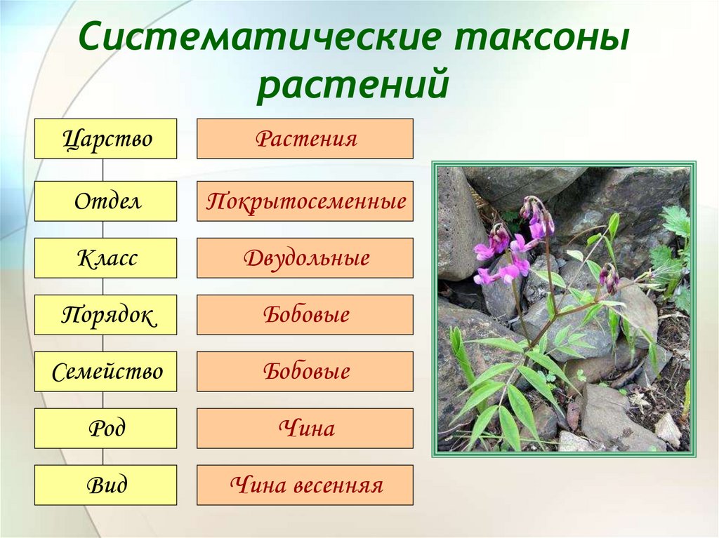 Уровневая организация органического мира | биология как наука и методы научного познания | теория | решутест. продвинутый тренажёр тестов