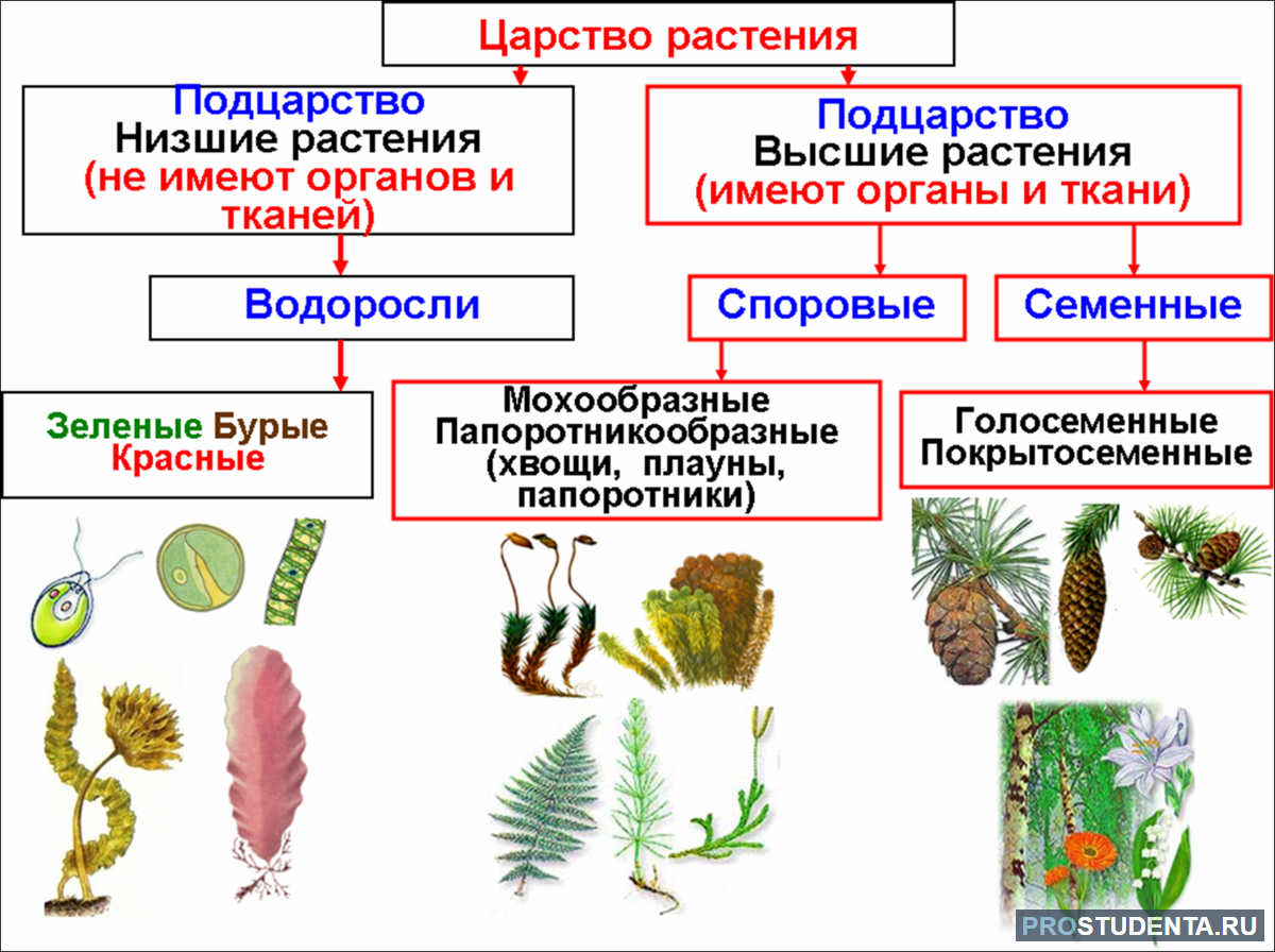 Основные этапы эволюции растительного мира. теория происхождения растений. этапы развития растительного мира